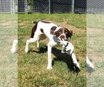 Small Photo #7 Pointer Puppy For Sale in Thomasville, NC, USA