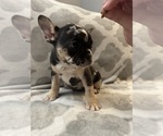 Small #19 French Bulldog