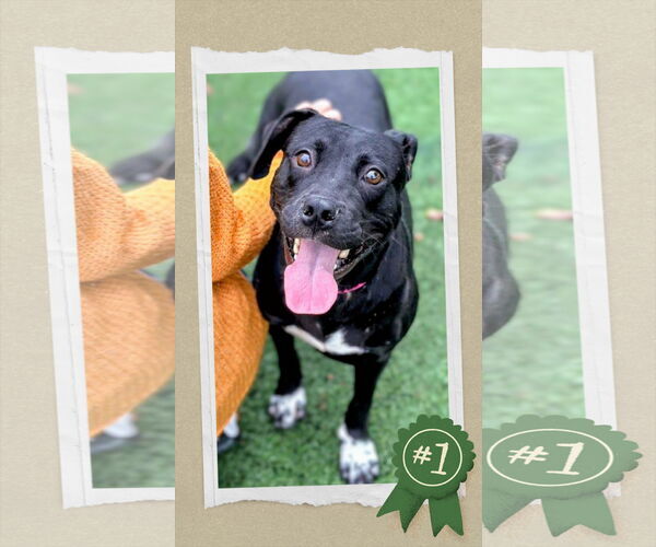 Medium Photo #1 Labrador Retriever-Unknown Mix Puppy For Sale in columbia, SC, USA