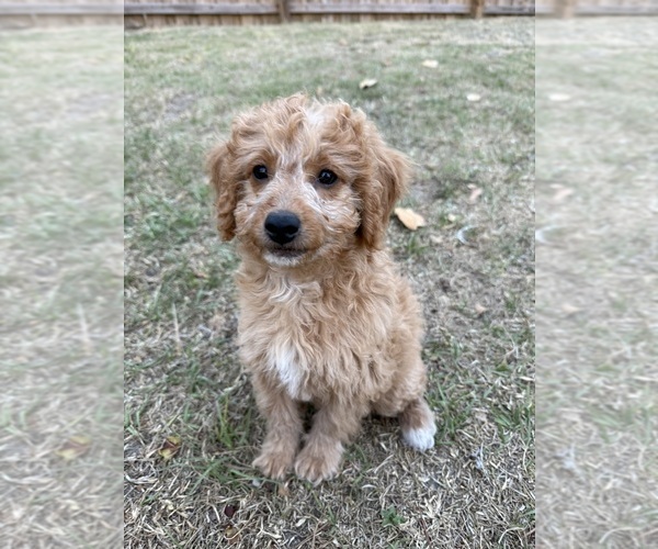 Medium Photo #7 Goldendoodle (Miniature) Puppy For Sale in AIKEN, SC, USA