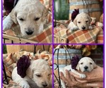 Puppy 7 Ruby Goldendoodle