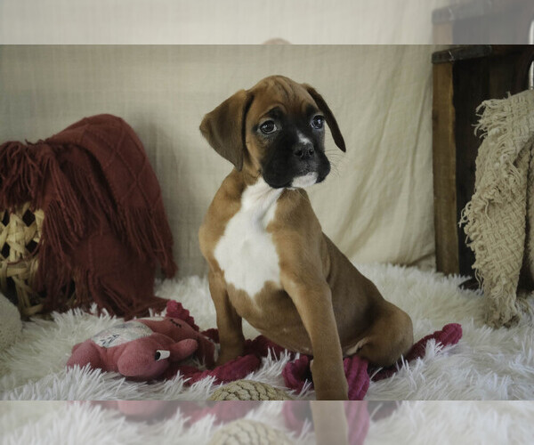 Medium Photo #7 Boxer Puppy For Sale in SHIPSHEWANA, IN, USA