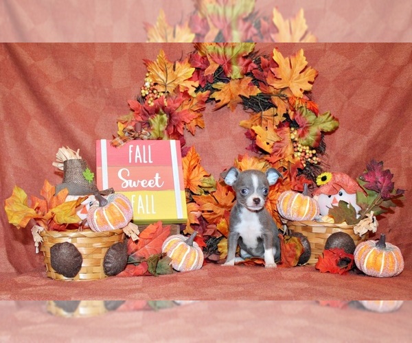 Medium Photo #2 Chihuahua Puppy For Sale in CHARLESTON, AR, USA