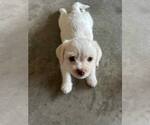 Small #2 Labrador Retriever Mix