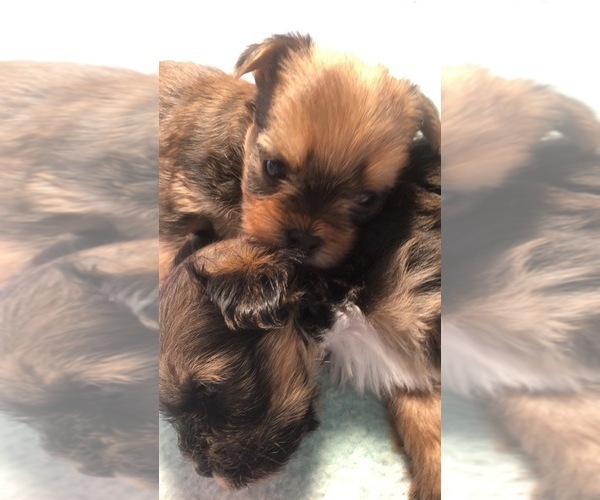 Medium Photo #2 Shorkie Tzu-Yorkshire Terrier Mix Puppy For Sale in SARASOTA, FL, USA