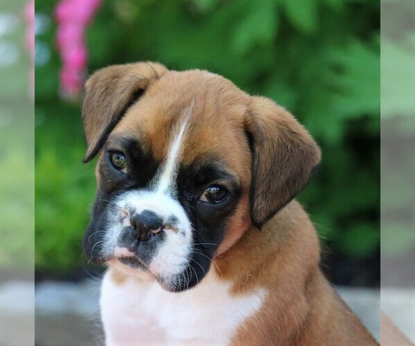 Medium Photo #1 Boxer Puppy For Sale in MYERSTOWN, PA, USA