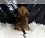 Small #2 Dachshund