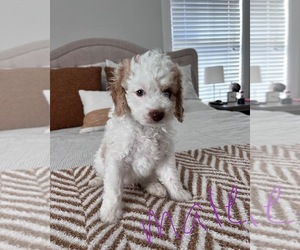 Cavapoo Puppy for Sale in WASHINGTON, Indiana USA
