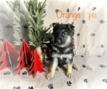 Puppy 2 German Shepherd Dog-Siberian Husky Mix