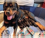 Small #1 Rottweiler