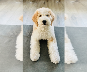 Golden Retriever-Sheepadoodle Mix Puppy for sale in LA MESA, CA, USA