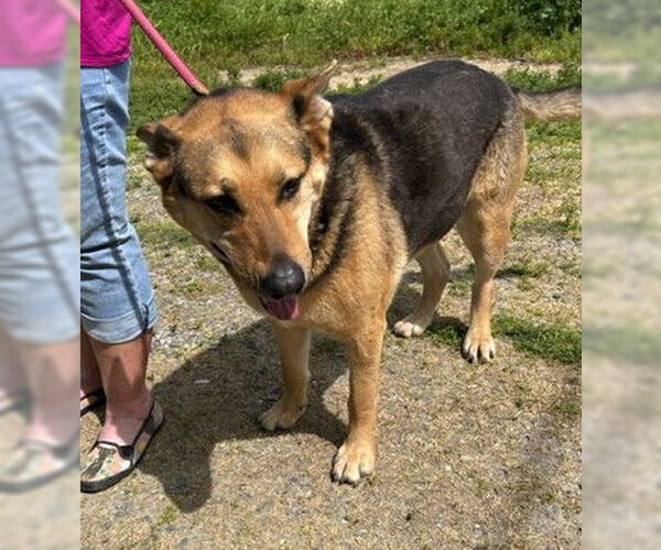 Medium Photo #3 German Shepherd Dog-Unknown Mix Puppy For Sale in Chico, CA, USA