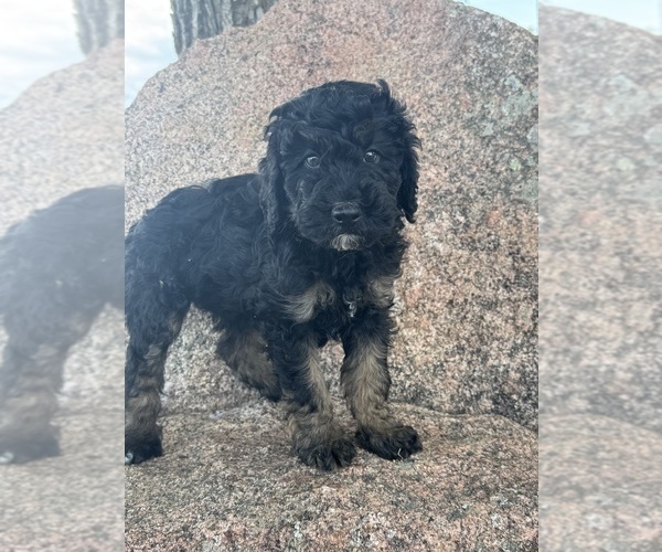 Medium Photo #13 Poodle (Miniature)-Poodle (Standard) Mix Puppy For Sale in LONGMONT, CO, USA