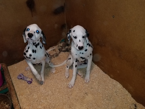 Medium Photo #4 Dalmatian Puppy For Sale in DUVALL, WA, USA