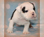 Small Photo #21 English Bulldog Puppy For Sale in WINNSBORO, TX, USA
