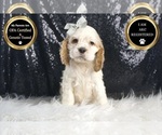 Small #6 Cocker Spaniel