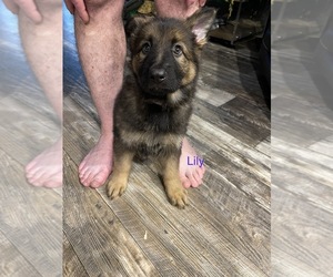 German Shepherd Dog Puppy for sale in BUNA, TX, USA