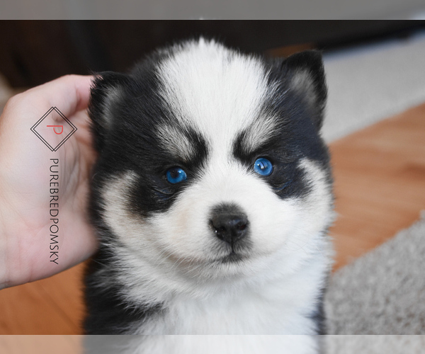 Medium Photo #6 Pomsky Puppy For Sale in KANSAS CITY, MO, USA