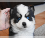 Small Photo #6 Pomsky Puppy For Sale in KANSAS CITY, MO, USA