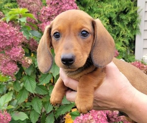 Dachshund Puppy for sale in WITHEE, WI, USA
