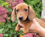 COPPER - Male Dachshund Puppy for Sale - Small photo