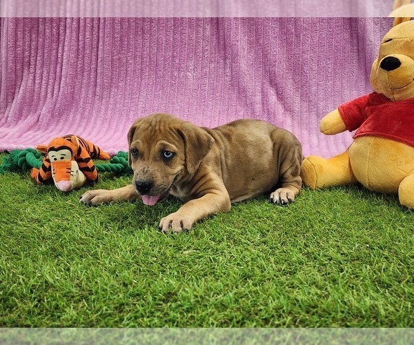 Medium Photo #12 Catahoula Leopard Dog Puppy For Sale in CUMBY, TX, USA