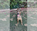 Small #1 Dutch Shepherd  Mix