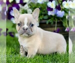 Small #2 French Bulldog