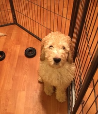 Double Doodle Puppy for sale in MARYSVILLE, WA, USA
