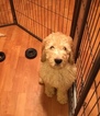 Small Photo #1 Double Doodle Puppy For Sale in MARYSVILLE, WA, USA