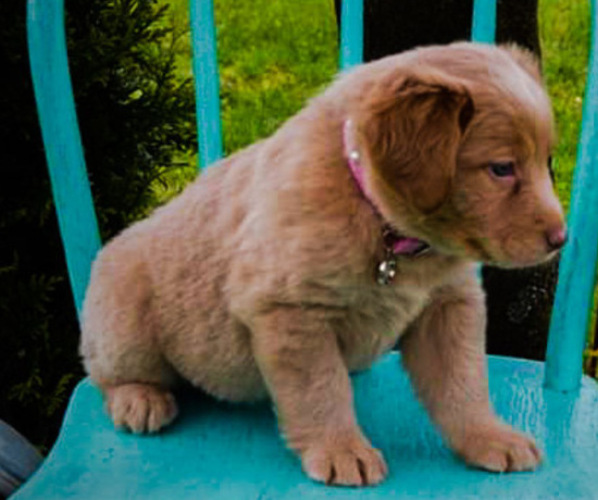 Medium Photo #9 Labrador Retriever Puppy For Sale in MILLMONT, PA, USA