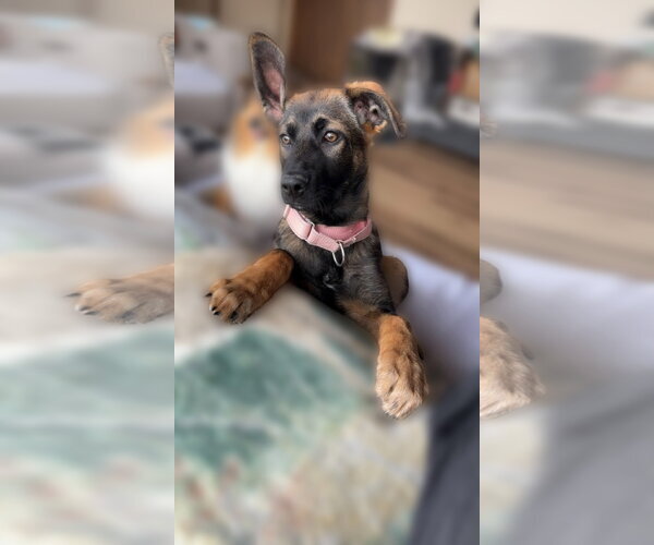 Medium Photo #4 Labrador Retriever-Unknown Mix Puppy For Sale in Cottage Grove, MN, USA