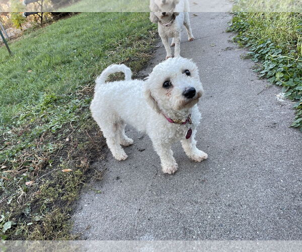 Medium Photo #2 Bichon Frise-Unknown Mix Puppy For Sale in St. Louis Park, MN, USA