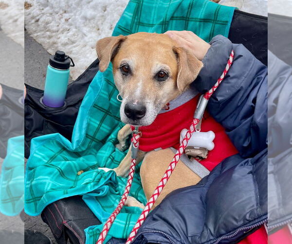 Medium Photo #5 Labrador Retriever-Unknown Mix Puppy For Sale in Canton, CT, USA