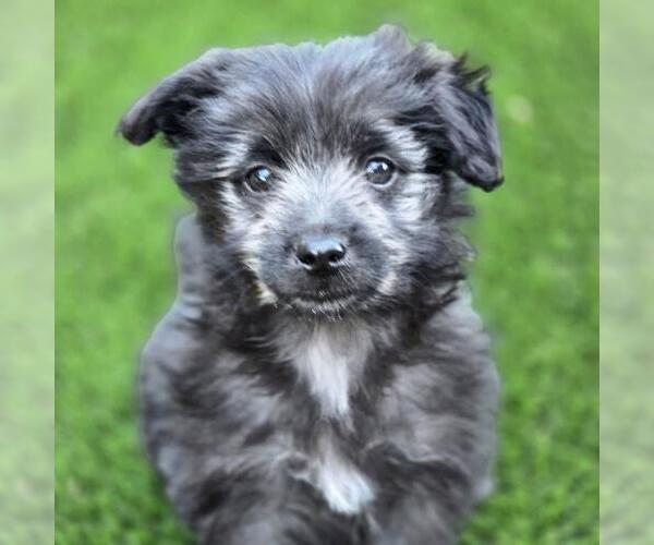 Medium Photo #3 Maltichon Puppy For Sale in San Diego, CA, USA