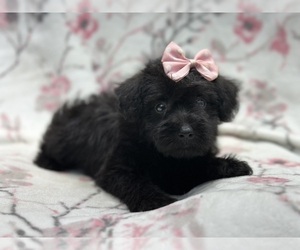 Schnoodle (Miniature) Puppy for sale in LAKELAND, FL, USA