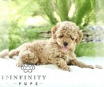 Small #3 Poodle (Toy)
