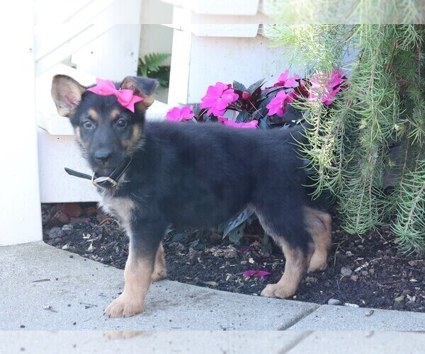 Medium Photo #3 German Shepherd Dog Puppy For Sale in FREDERICKSBG, OH, USA