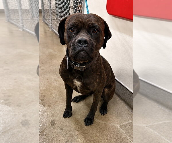Medium Photo #2 American Staffordshire Terrier-Unknown Mix Puppy For Sale in Lake Forest, CA, USA