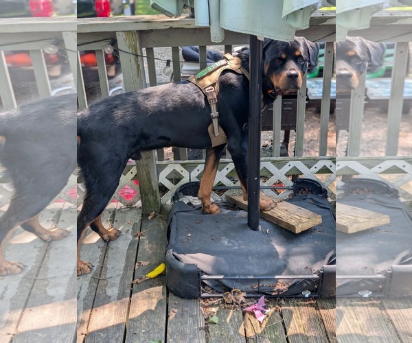 Medium Photo #2 Rottweiler Puppy For Sale in Germantown, OH, USA