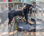Small #1 Rottweiler