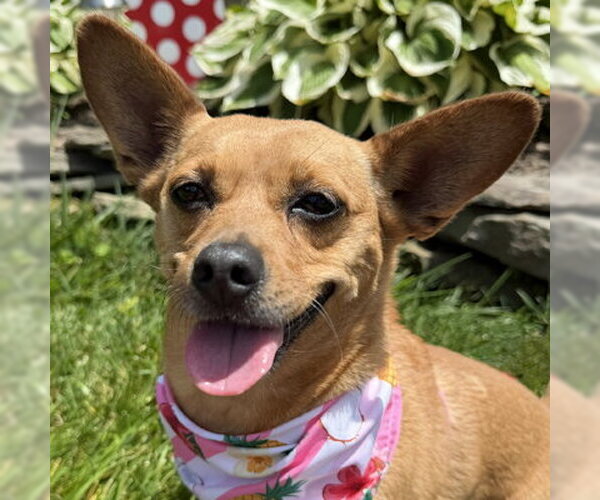 Medium Photo #9 Chihuahua-Unknown Mix Puppy For Sale in Arlington, VA, USA