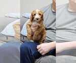 Puppy Red Goldendoodle