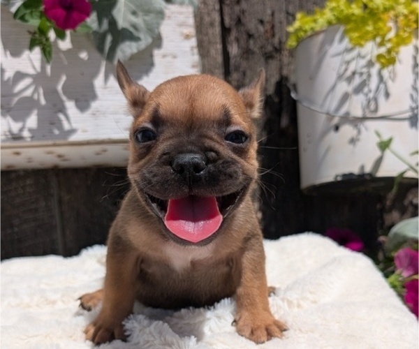Medium Photo #1 French Bulldog Puppy For Sale in GOSHEN, IN, USA