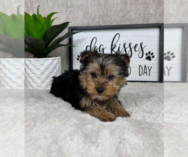 Medium Photo #7 Yorkshire Terrier Puppy For Sale in FRANKLIN, IN, USA