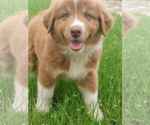 Australian Shepherd Puppy for sale in TAYLOR, TX, USA