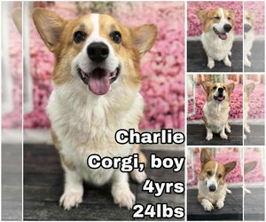 - Mix Dogs for adoption in Seattle, WA, USA