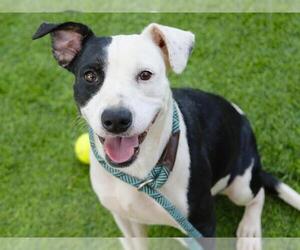 American Staffordshire Terrier-Unknown Mix Dogs for adoption in Tallahassee, FL, USA