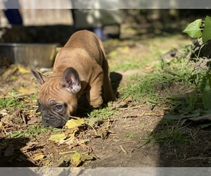 French Bulldog Puppy for sale in NORTHRIDGE, CA, USA