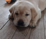 Small Photo #2 Labrador Retriever Puppy For Sale in NORWALK, WI, USA